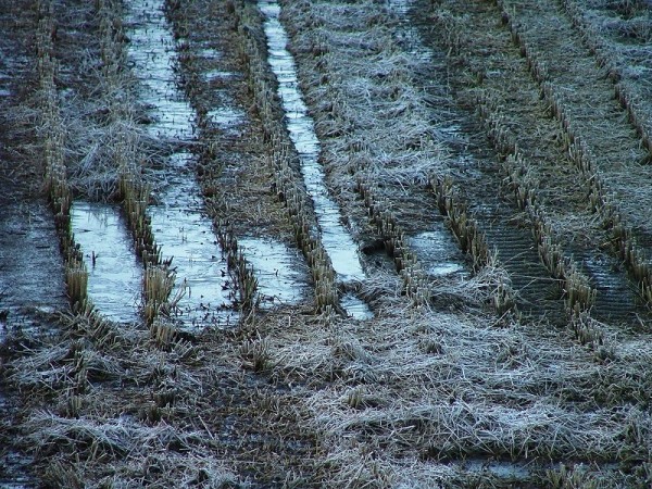霜が降りて田んぼの水が凍っています