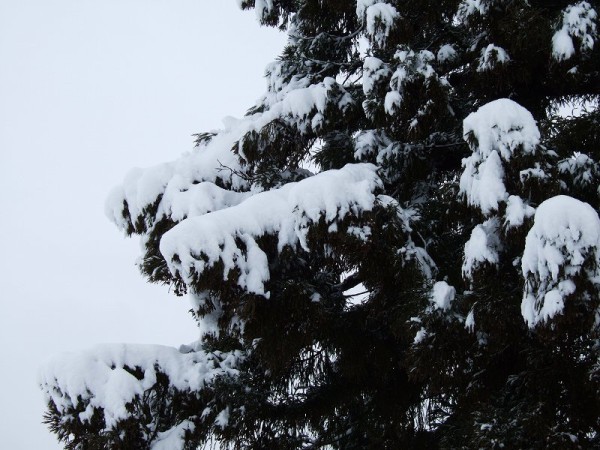木に積もった雪は解けて落ちてきています