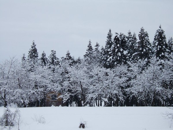 木に積もった雪は解けて落ちてきています
