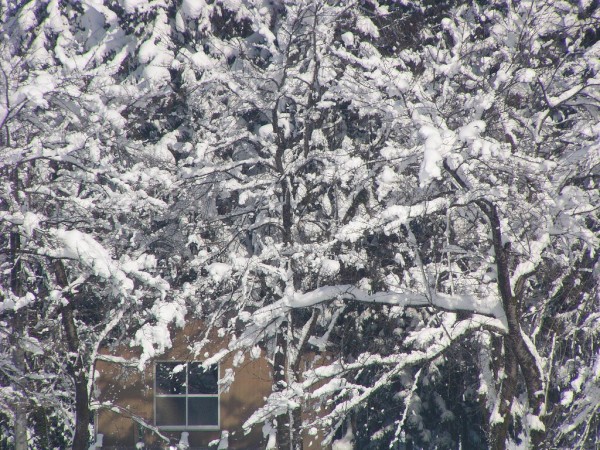 木に積もった雪が落ちてきました