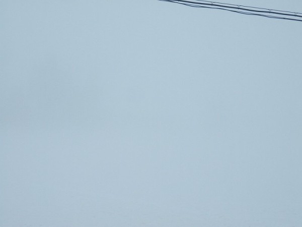 魚沼産コシヒカリの田んぼは霧で覆われています