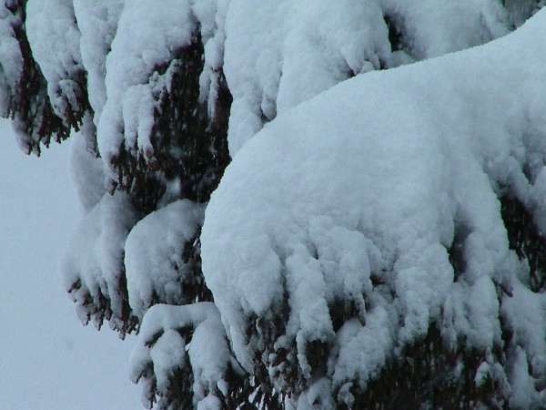 昨晩から今朝にかけて20cmちょっとの雪が積もりました