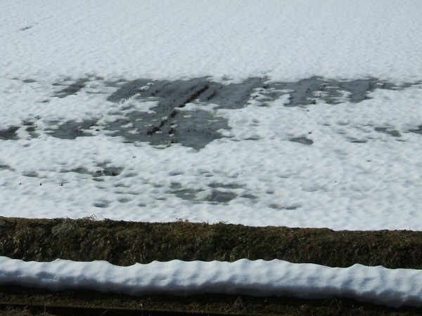 魚沼産コシヒカリの田んぼでは雪解けが進んでいます