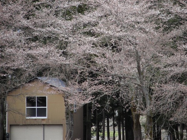 水無川の土手の桜