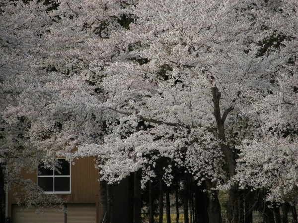 水無川の土手の桜