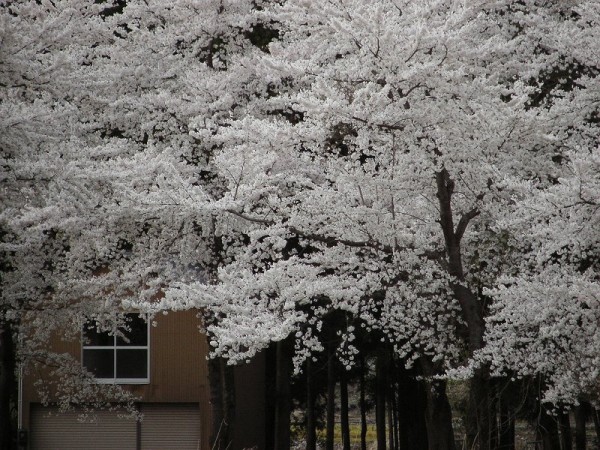 水無川の土手の桜が桜が満開です
