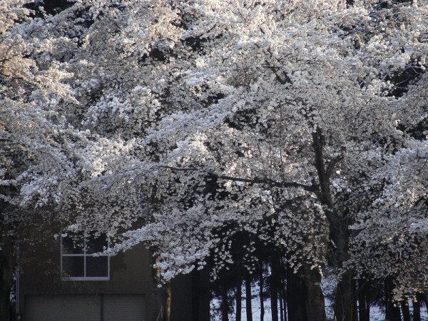 水無川の土手ではほぼ満開の桜が雪を被っています