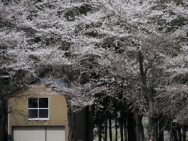 水無川の土手の桜がそろそろ見頃です