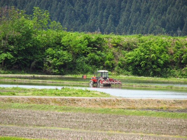 今日も田んぼでトラクター作業が行われています