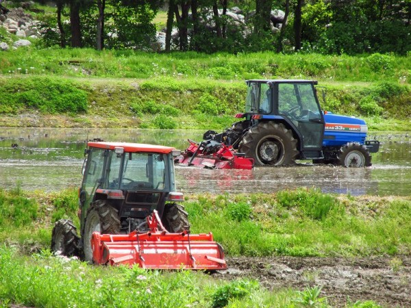 今日も田んぼでトラクター作業が行われています