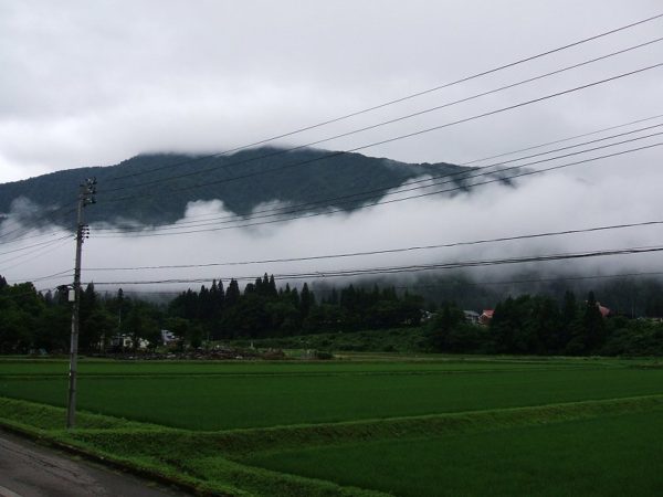 今日も田んぼの向こうの山が霧で覆われています