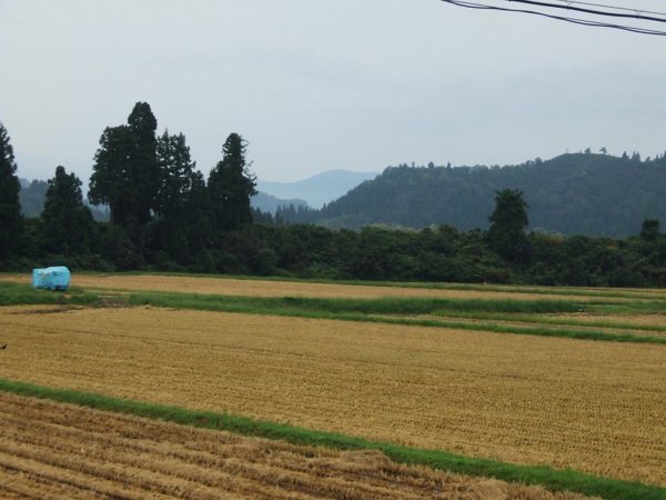 稲刈りの季節の魚沼産コシヒカリの田んぼ