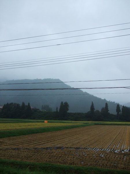 今年の稲刈り時期は雨続きです