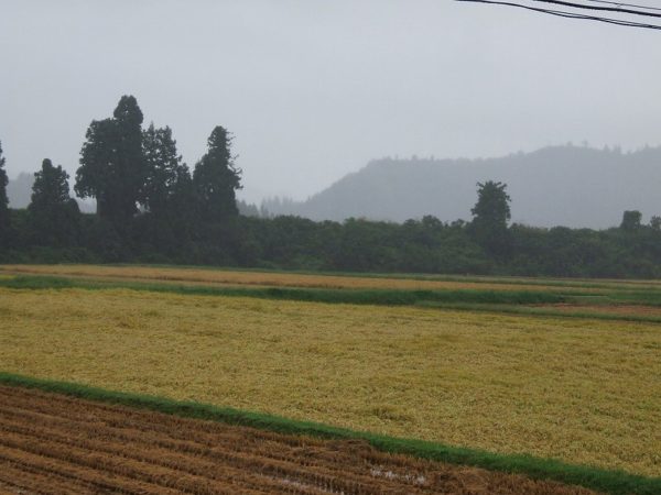今年の稲刈り時期は雨続きです