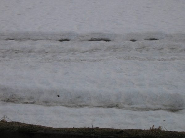 雪解けが進んで田んぼの土が見えてきました