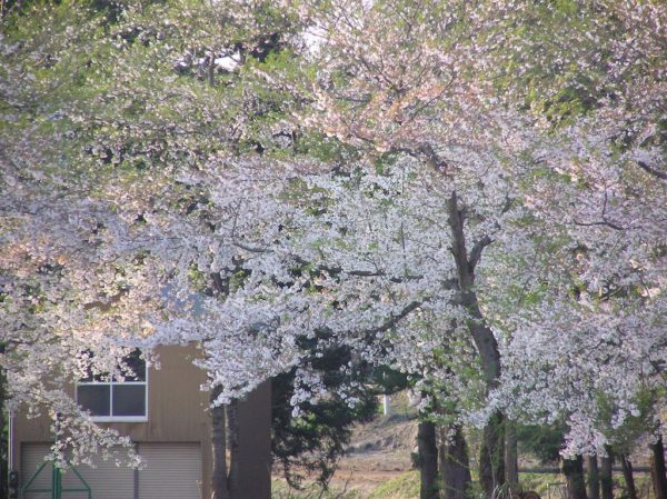 水無川の土手では桜が散り始めています